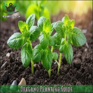 Oregano Planting Guide