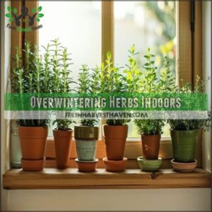 Overwintering Herbs Indoors