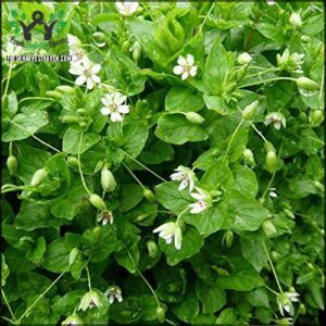 Palm Beach Medicinal Herbs Chickweed