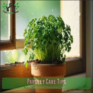 Parsley Care Tips