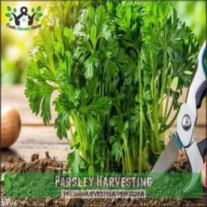 Parsley Harvesting