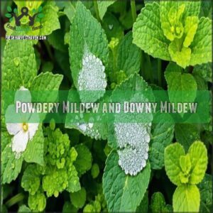 Powdery Mildew and Downy Mildew