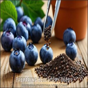 Preparing Blueberry Seeds