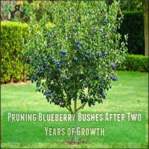 Pruning Blueberry Bushes After Two Years of Growth