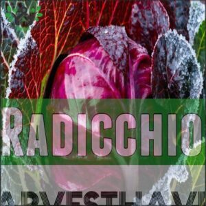 Radicchio