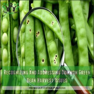 Recognizing and Addressing Common Green Bean Harvest Issues