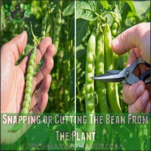 Snapping or Cutting The Bean From The Plant