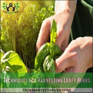 Techniques for Harvesting Leafy Herbs