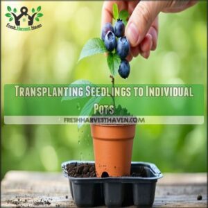 Transplanting Seedlings to Individual Pots