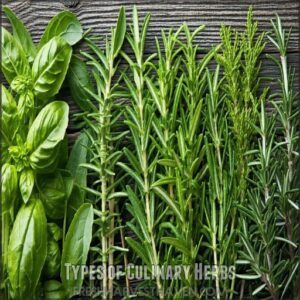 Types of Culinary Herbs