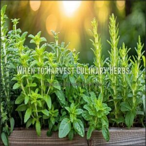 When to Harvest Culinary Herbs