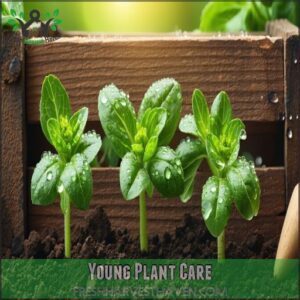 Young Plant Care