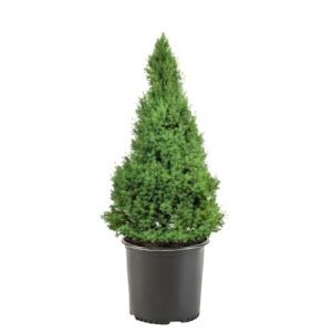 1 Gallon, Dwarf Alberta Spruce