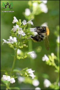 20 Seeds Calamint Lesser Calamintha