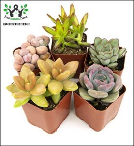 Altman Plants, Live Succulents Plants