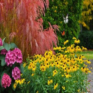 best fall flowers for late season color