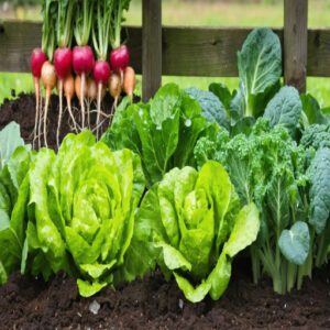 best vegetables to grow in the shade