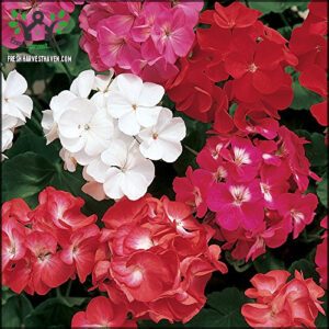 Burpee Border Mix Geranium Seeds