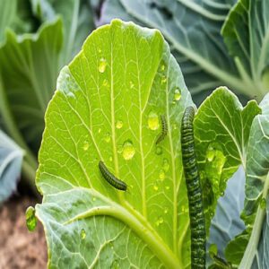 Cabbage Worms Overview