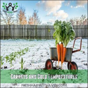 Carrots and Cold Temperatures