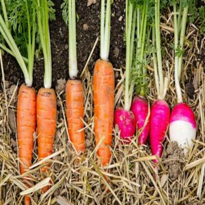 Carrots and Radishes for Cold Weather