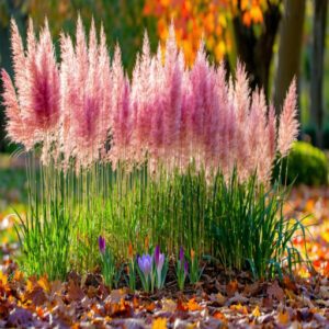 Fall-Blooming Bulbs and Grasses