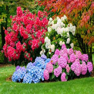 Flowering Shrubs for Fall