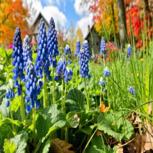 Grape Hyacinth