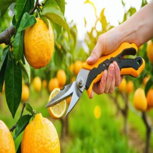 Hand Pruners