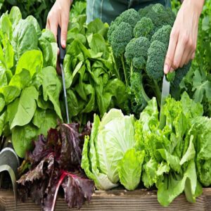 Harvesting by Leafy Green Type