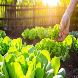 Harvesting Leafy Greens Basics