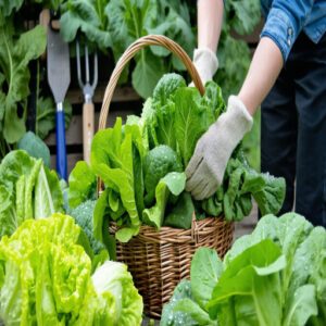 Harvesting Leafy Greens Safely