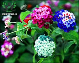 Lantana Flower Seeds for Planting