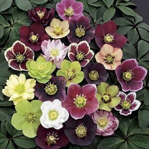 Lenten Rose/Hellebore Mix 5 Bareroot