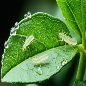 Life Cycle of Spider Mites