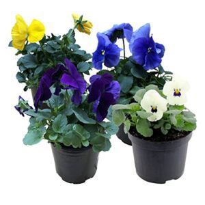 Live Healthy Flowering Pansies -