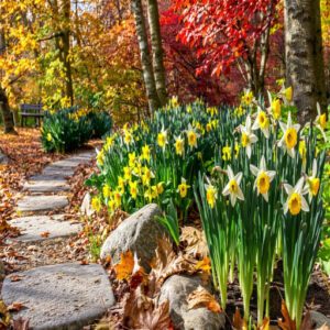 Mini Daffodils