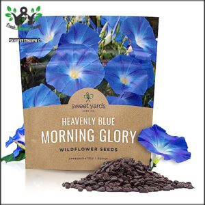 Morning Glory Seeds Heavenly Blue