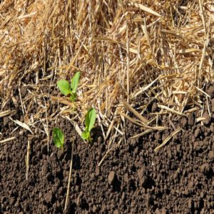 Mulching and Weed Control