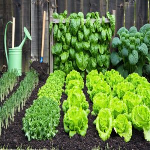 Organic Fertilizers and Crop Rotation