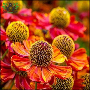 Outsidepride 2000 Seeds Perennial Helenium