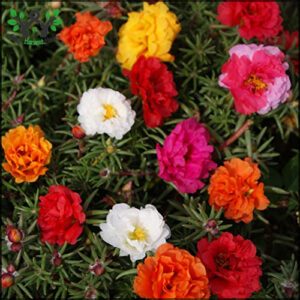 Outsidepride 5000 Seeds Annual Portulaca