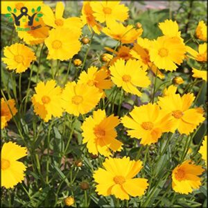 Outsidepride 5000 Seeds Perennial Lance-leaved