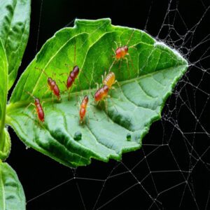 Physical Characteristics of Spider Mites