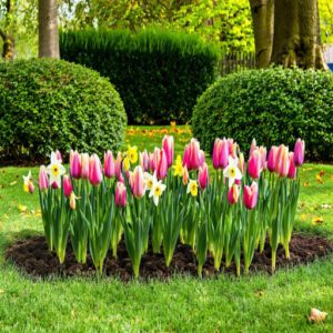 Planting Bulbs for Spring Bloom