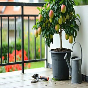 Pruning and Training Fruit Trees in Containers