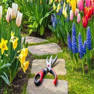 Removing Spent Blooms and Deadheading