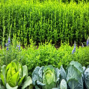 Repellent Herbs Like Thyme and Rosemary