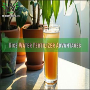 Rice Water Fertilizer Advantages