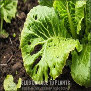 Slug Damage to Plants